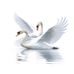 Two Swans (Cygnus olor) gliding on water