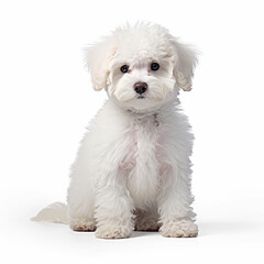 A full body shot of a charming Bichon Frise puppy (Canis lupus familiaris)