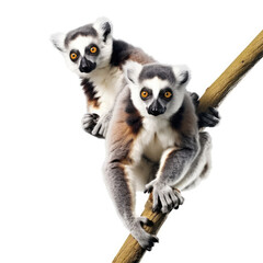 Fototapeta premium Two Lemurs (Lemur catta) hanging from a tree