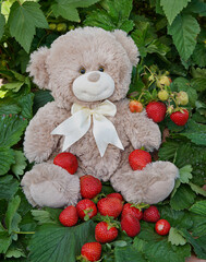 Teddy bear sits among the strawberry bushes, on his knees he has a lot of collected strawberries