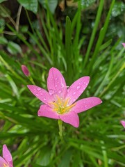 pink flower in the garden