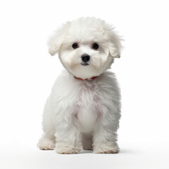 A full body shot of an enchanting Bichon Frise puppy (Canis lupus familiaris)