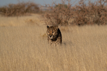 A cheetah searching for prey in the grasslands of the Kalahari Desert in Namibia.