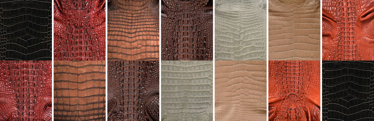 Natural crocodile skin in various color, suitable for luxury clothing accessories photo collage, website header banner - obrazy, fototapety, plakaty