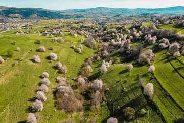 Spring Slovakia landscape. Nature fields with blooming cherries. Unique ecological land management. Polana region, Hrinova, Slovakia Europe. © Zedspider