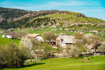 Spring Slovakia landscape. Nature fields with blooming cherries. Unique ecological land management. Polana region, Hrinova, Slovakia Europe. © Zedspider