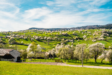 Spring Slovakia landscape. Nature fields with blooming cherries. Unique ecological land management. Polana region, Hrinova, Slovakia Europe. © Zedspider