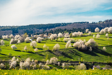 Spring Slovakia landscape. Nature fields with blooming cherries. Unique ecological land management. Polana region, Hrinova, Slovakia Europe. © Zedspider