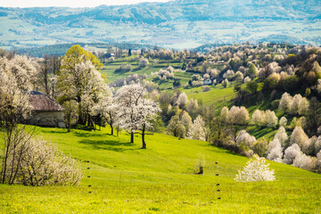 Spring Slovakia landscape. Nature fields with blooming cherries. Unique ecological land management. Polana region, Hrinova, Slovakia Europe. © Zedspider