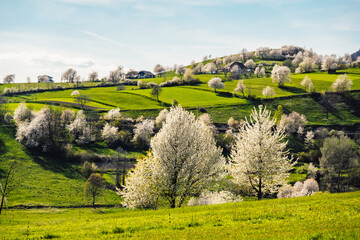 Spring Slovakia landscape. Nature fields with blooming cherries. Unique ecological land management. Polana region, Hrinova, Slovakia Europe. © Zedspider
