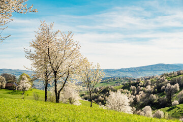 Spring Slovakia landscape. Nature fields with blooming cherries. Unique ecological land management. Polana region, Hrinova, Slovakia Europe. © Zedspider