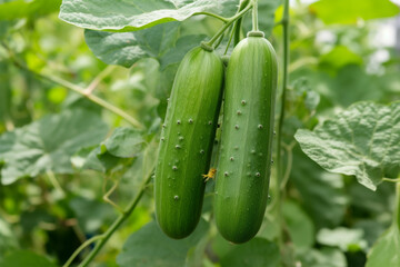 fresh cucumber fruit still attached to the stem