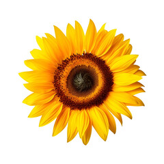 Sunflowers png
