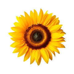 Fototapeta premium Sunflowers png