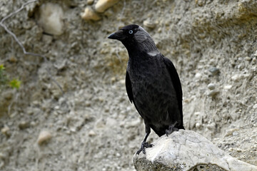 Fototapeta premium Jackdaw // Dohle (Corvus monedula soemmeringi) - Greece