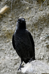 Jackdaw // Dohle (Corvus monedula soemmeringi) - Greece
