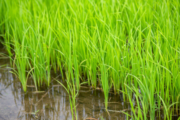 Beautiful Green young rice in the field Natural landscape Thailand
