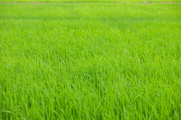 Beautiful Green young rice in the field Natural landscape Thailand