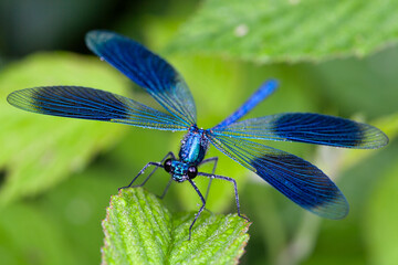 Calopteryx virgo, Blauflügel Prachtlibelle