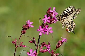 Beautiful swallowtail searching for nectar on the flowers of sticky catchfly
