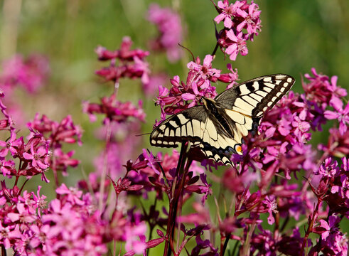 Beautiful swallowtail searching for nectar on the flowers of sticky catchfly	
