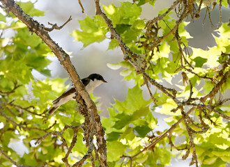 European pied flycatcher sitting on a maple branch looking for something to catch