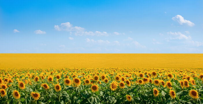 Sunflower field under the blue sky, the Ukrainian landscape