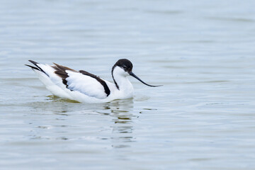 A Pied Avocet walking in shallow water