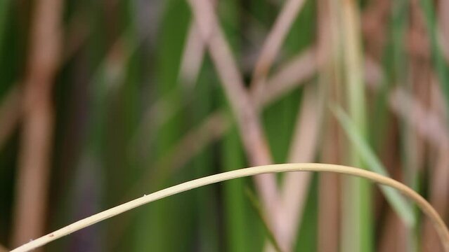 Blue Dasher dragonfly with green eyes on marsh grass, macro portrait