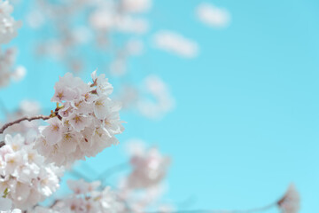 Cherry blossom in full bloom with blue sky