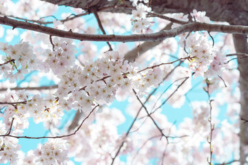 Cherry blossom in full bloom with blue sky
