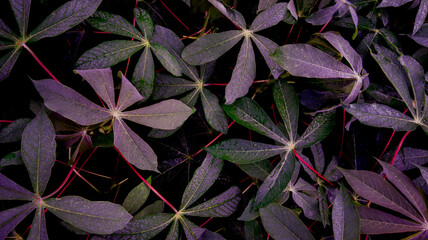 Purple foliage background in nature. dark purple . cassava leaf background. Focus on the leaves