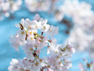 Obraz premium Cherry blossom in full bloom with blue sky