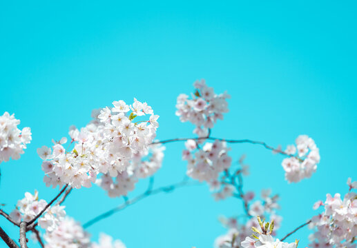 Cherry blossom in full bloom with blue sky © joeycheung