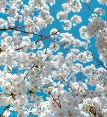 Cherry blossom in full bloom with blue sky