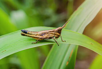 Dichromorpha viridis Or Caelifera or grasshoppers or green Grasshopper on a green leaf. Focus on animal