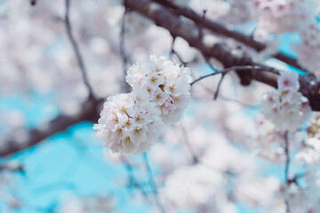Cherry blossom in full bloom with blue sky