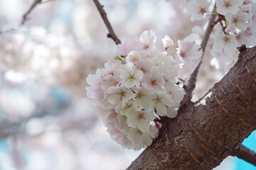 Naklejka premium Cherry blossom in full bloom with blue sky