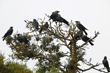 Jackdaw // Dohle (Corvus monedula soemmeringi) - Greece