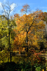 Fototapeta na wymiar fall season colorful leaves on the trees, Princeton, new jersey, USA