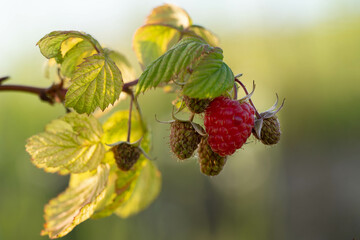A bunch of raspberries with one ripe berry and several unripe berried.