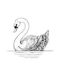 swan on the water