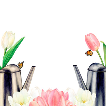 Watercolour drawn pictire of metal watering cans with beautiful white and pink tulip flowers in them, butterflies and tulip heads on white background. Perfect for sticker, logo, napkin, textile
