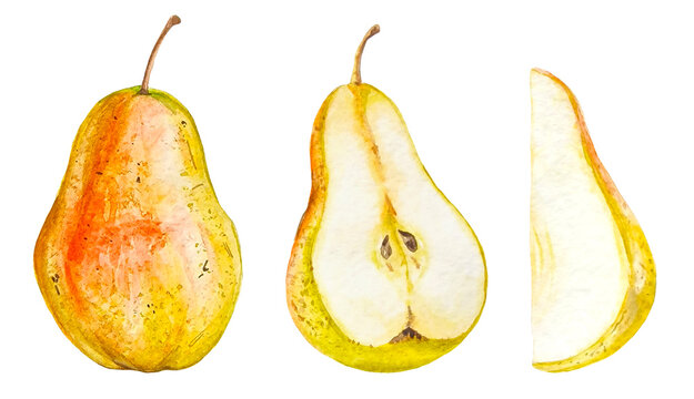 Watercolor pears collection hand drawn, whole and sliced pears set cliparts isolated