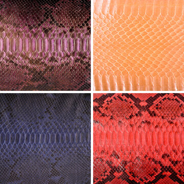 Natural snake skin in various color, luxury clothing accessories suitable for photo collage, website header banner
