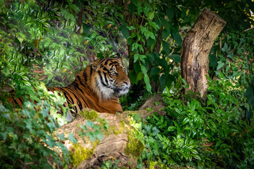 a tiger resting in the forest