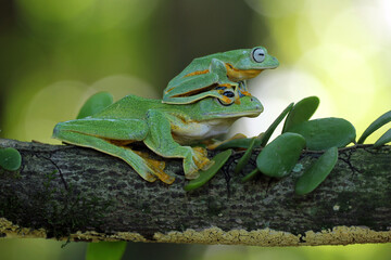frog, green, flying frog, two overlapping green frogs, two cute green frogs