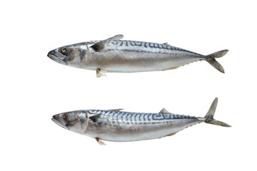 Two mackerel fish on white background.