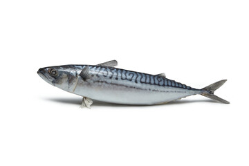 Raw mackerel on white background.