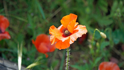 Fototapeta premium colorful flowers on the cornati islands